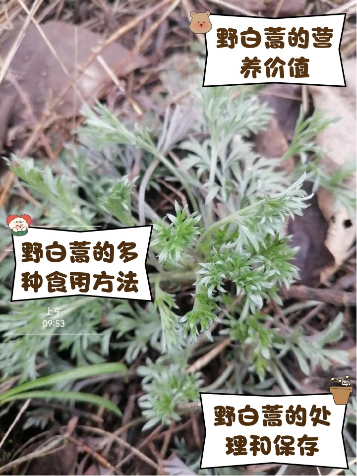 臭蒿的功效与作用图片(臭蒿的功效与作用图片大全)
