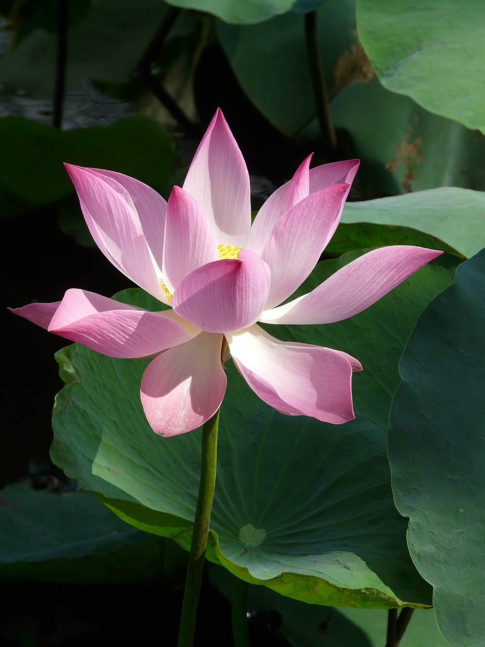 关于莲花(关于莲花的句子唯美)