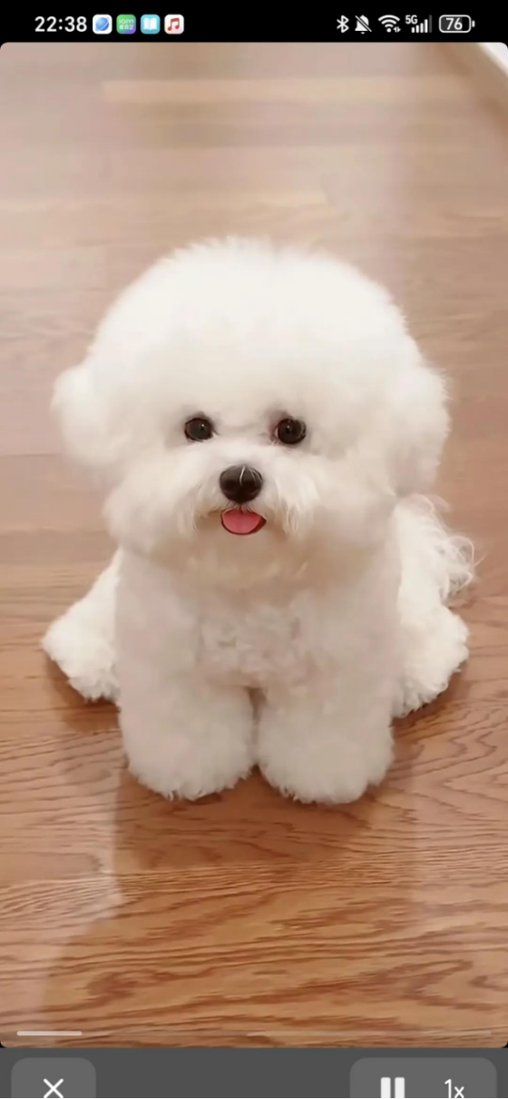 比熊为什么叫比熊(比熊为什么叫比熊呢)