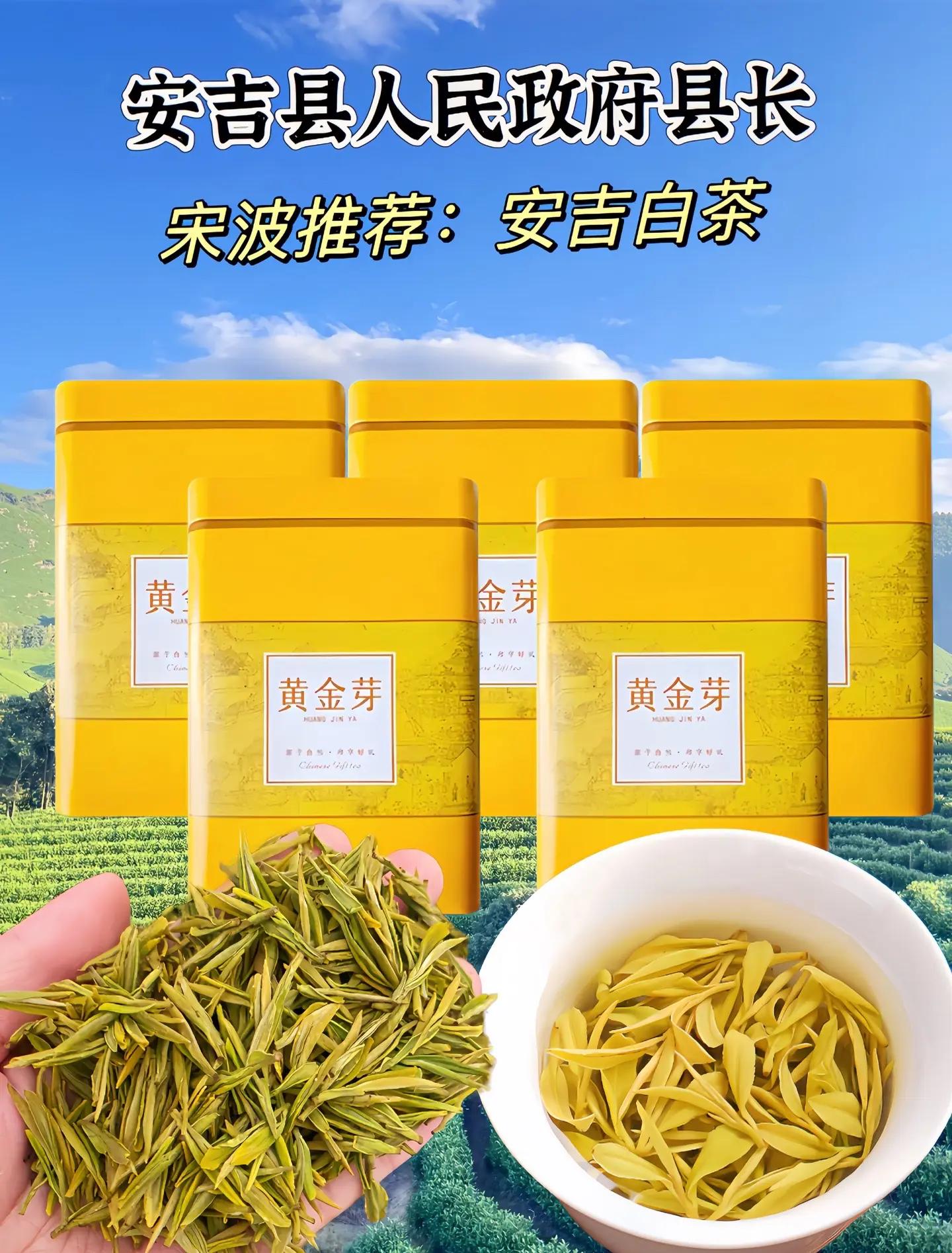 黄金芽茶叶的功效与作用(黄金芽茶的功效与作用对人身体有害吗)