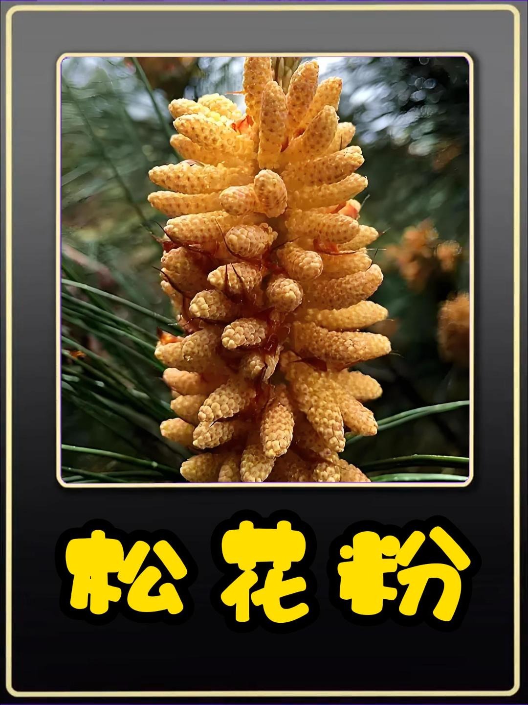 松花粉图片(松花粉的功效和作用)