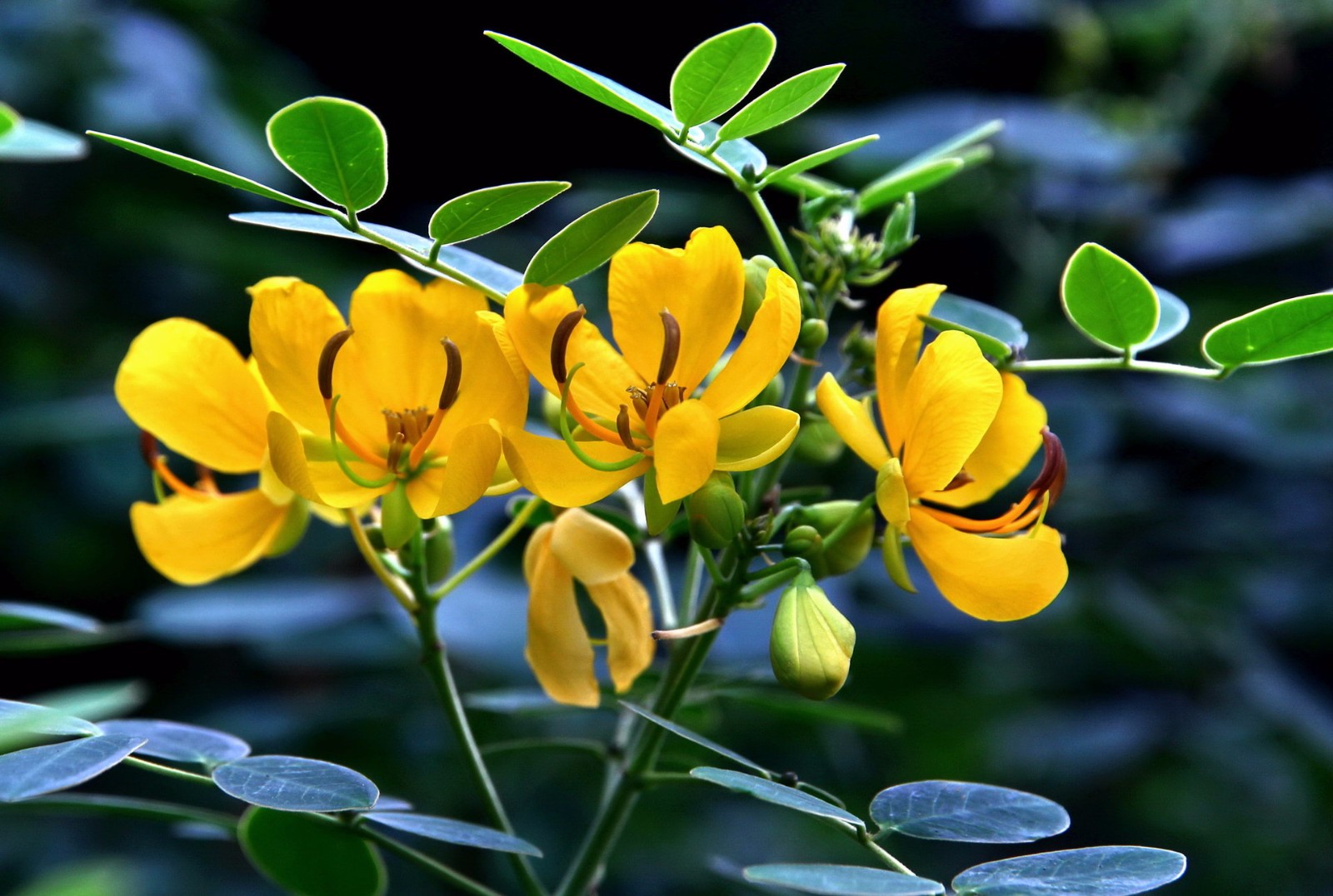 100种黄花的名字图片(100种黄花的名字图片药材) 100种黄花的名字图片(100种黄花的名字图片药材)