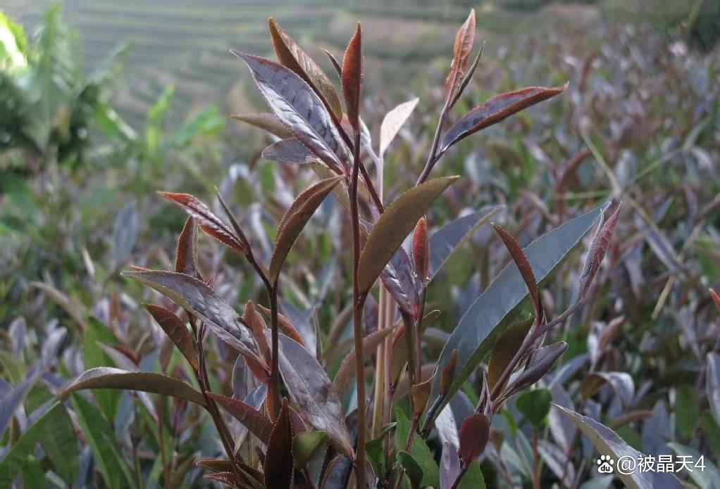 紫娟普洱茶的功效(普洱紫娟茶大概价位)