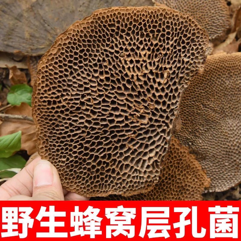 蜂窝泡酒的作用与功效(蜂窝泡酒的作用与功效可以长期喝吗) 蜂窝泡酒的作用与功效(蜂窝泡酒的作用与功效可以长期喝吗)