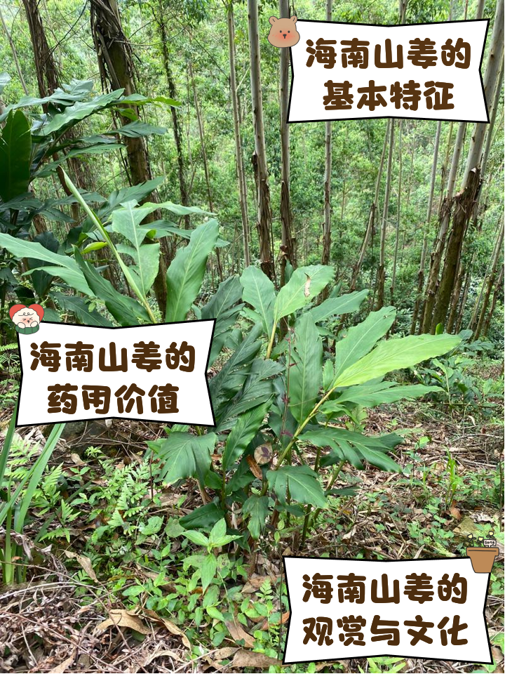 山蒟的功效与作用(山的功效与作用和主治)