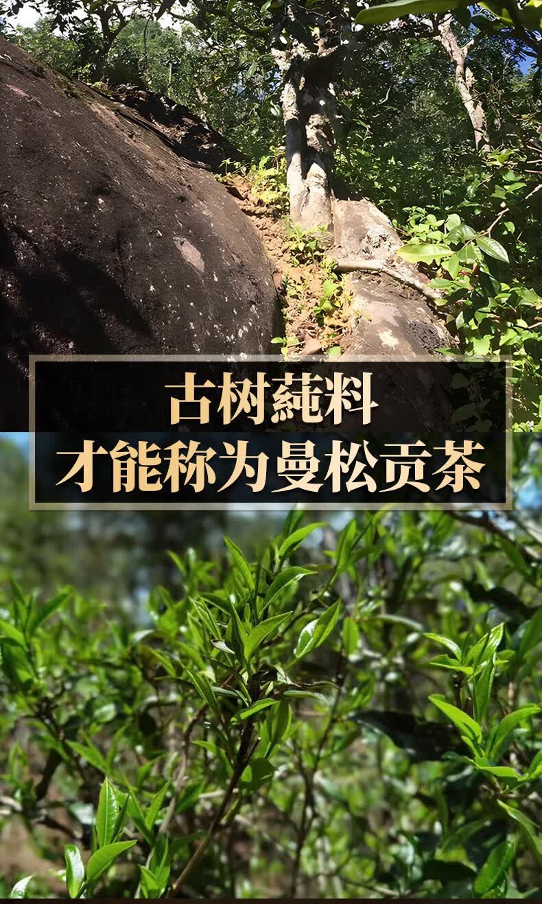 曼松古树茶口感特点(曼松古树茶是哪个茶区)
