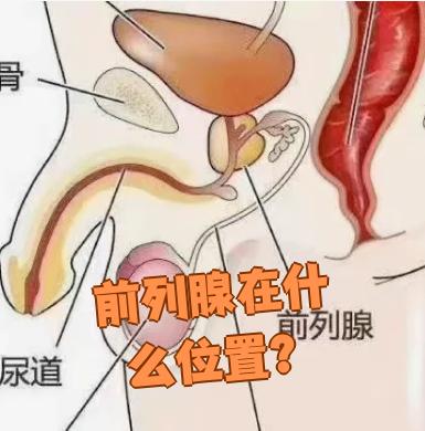 前列腺在哪里位置图片(男人前列腺炎有什么症状表现) 前列腺在哪里位置图片(男人前列腺炎有什么症状表现)