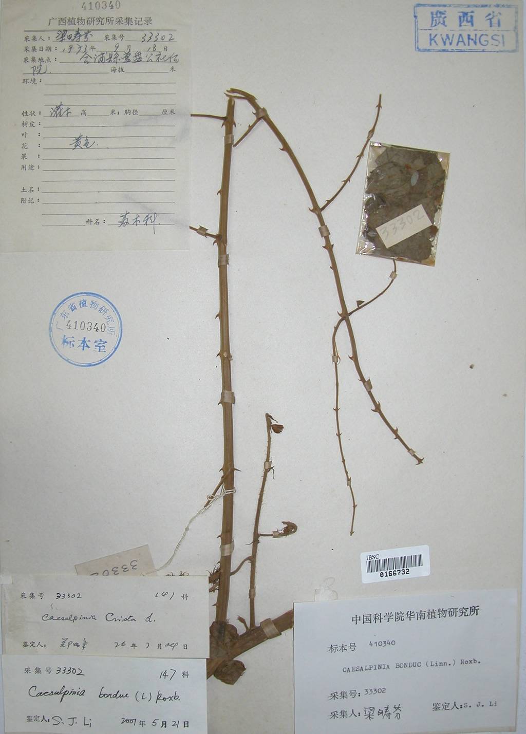 刺果苏木(刺果苏木的形态特征)