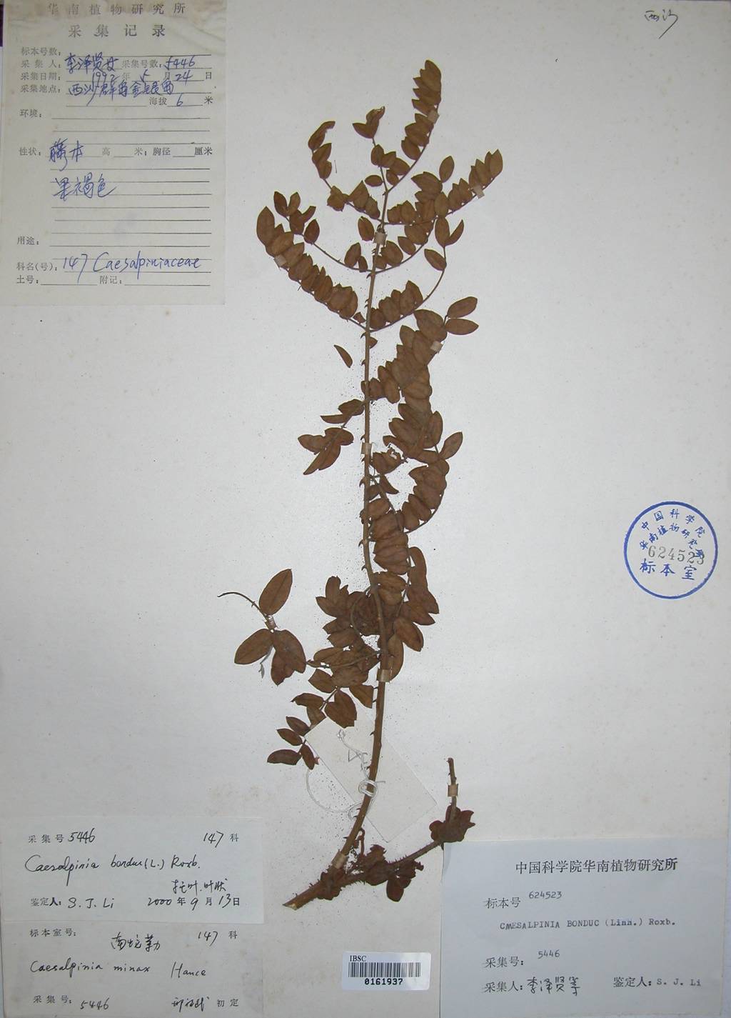 刺果苏木(刺果苏木的形态特征) 刺果苏木(刺果苏木的形态特征)