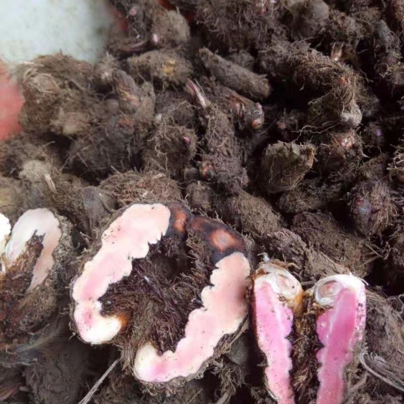 关于地马蜂草药图片与功效的信息 关于地马蜂草药图片与功效的信息