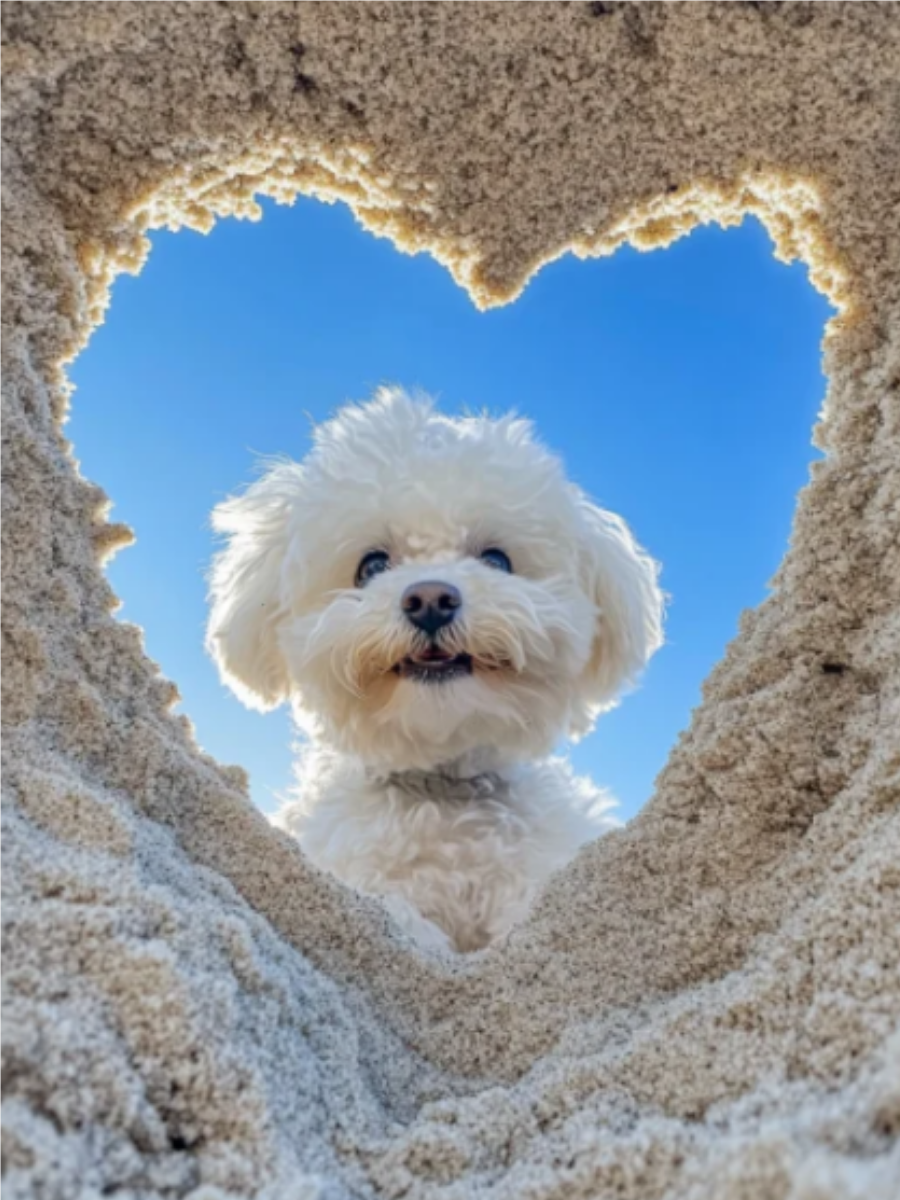 比熊犬图片(比熊犬图片价格多少钱一只) 比熊犬图片(比熊犬图片价格多少钱一只)