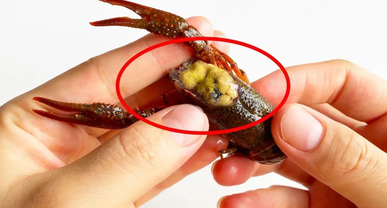 虾是发物吗(虾是发物吗有炎症能不能吃)