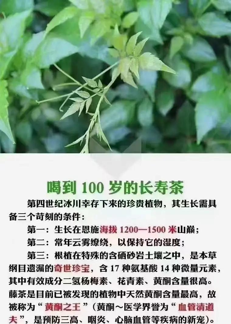 香藤根的功效与作用(香藤根的功效与作用图片)
