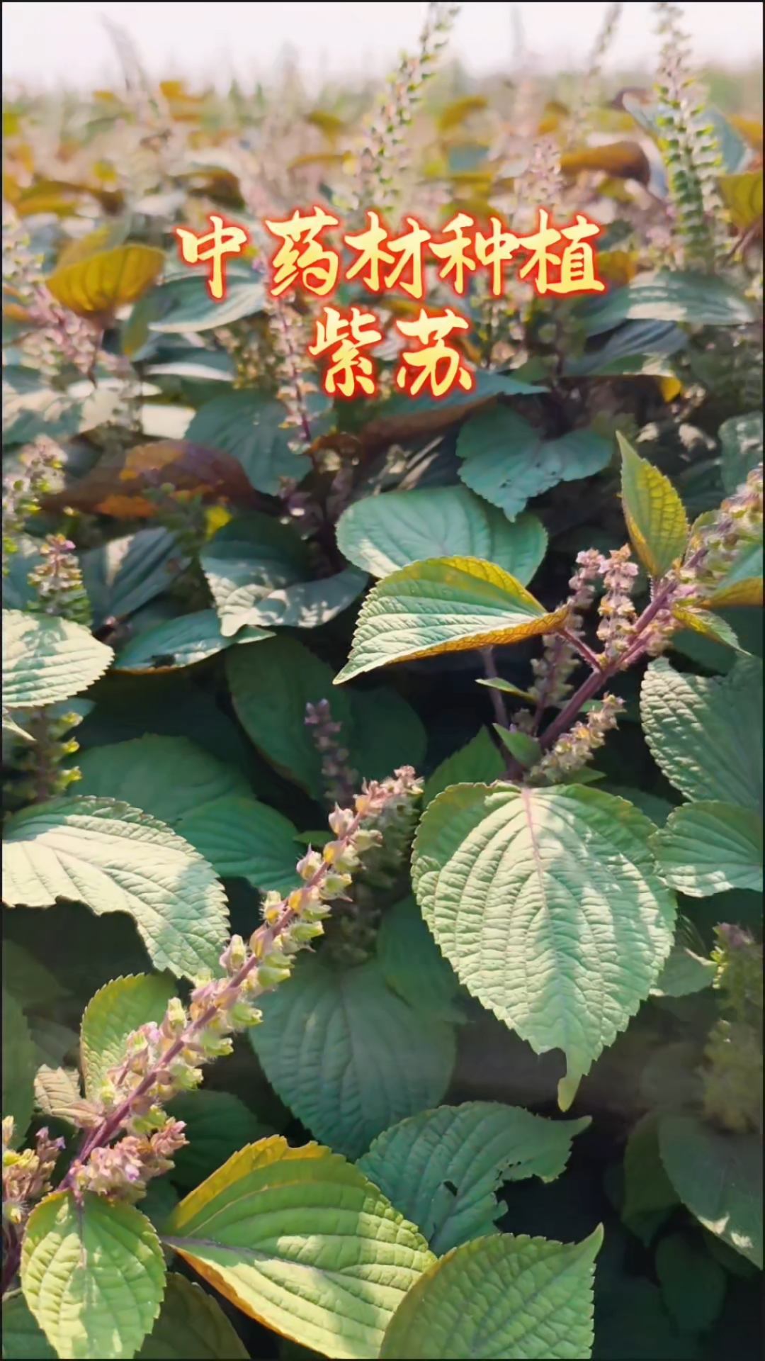 紫苏的图片大全(紫苏图片大全大图简笔画) 紫苏的图片大全(紫苏图片大全大图简笔画)
