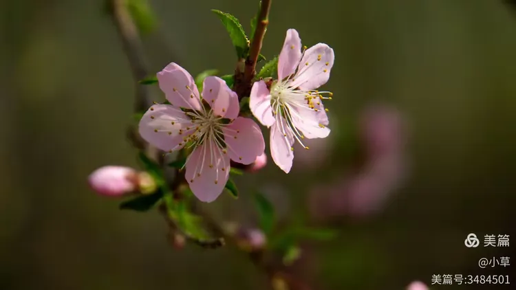 桃花韵(桃花韵是什么意思)