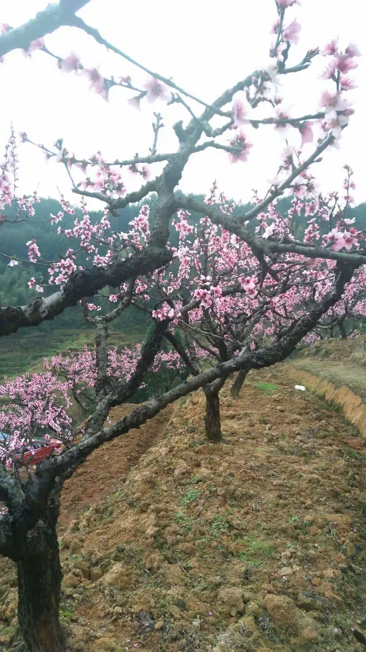 桃花韵(桃花韵是什么意思)