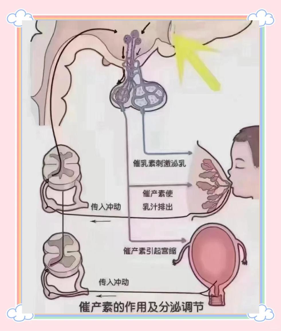人乳汁(人乳汁有什么功效和作用) 人乳汁(人乳汁有什么功效和作用)