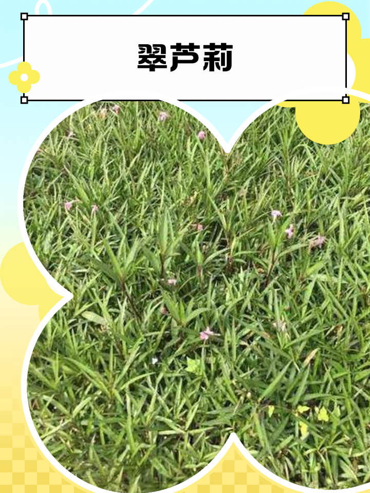 蓝花草功效作用图片(蓝花草药用价值与功效)