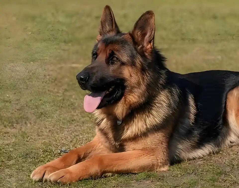 军犬图片(军犬图片和名字) 军犬图片(军犬图片和名字)