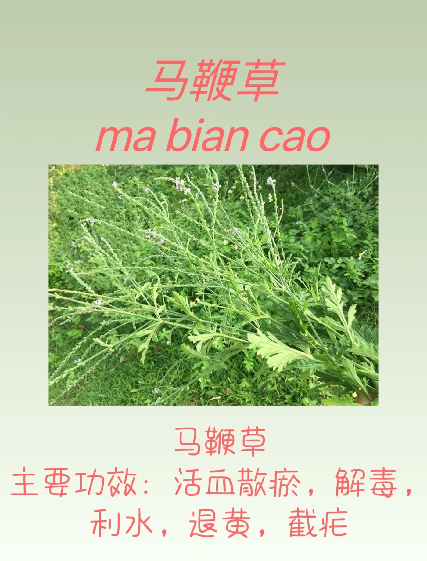 活血草的功效与作用(活血草的功效与作用是什么) 活血草的功效与作用(活血草的功效与作用是什么)