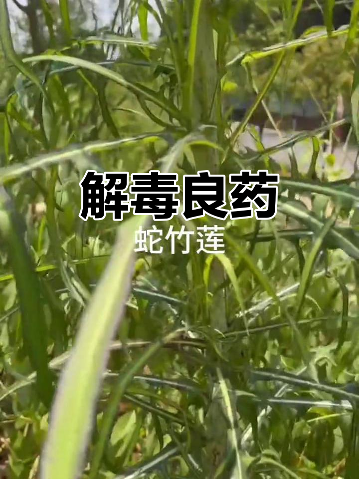 蛇莲图片(蛇莲的图片) 蛇莲图片(蛇莲的图片)
