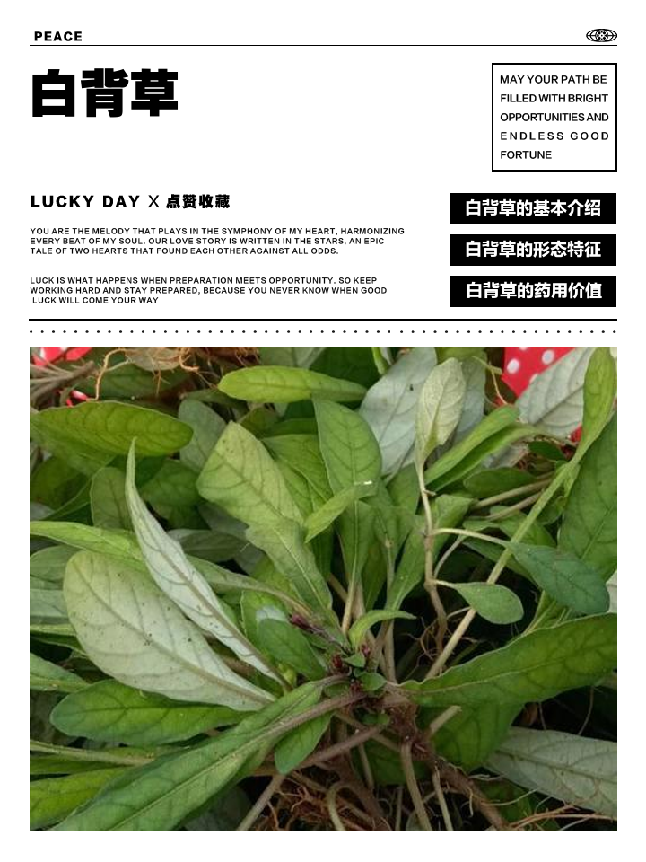 白面风草药功用主治(白面风草药功用主治是什么)