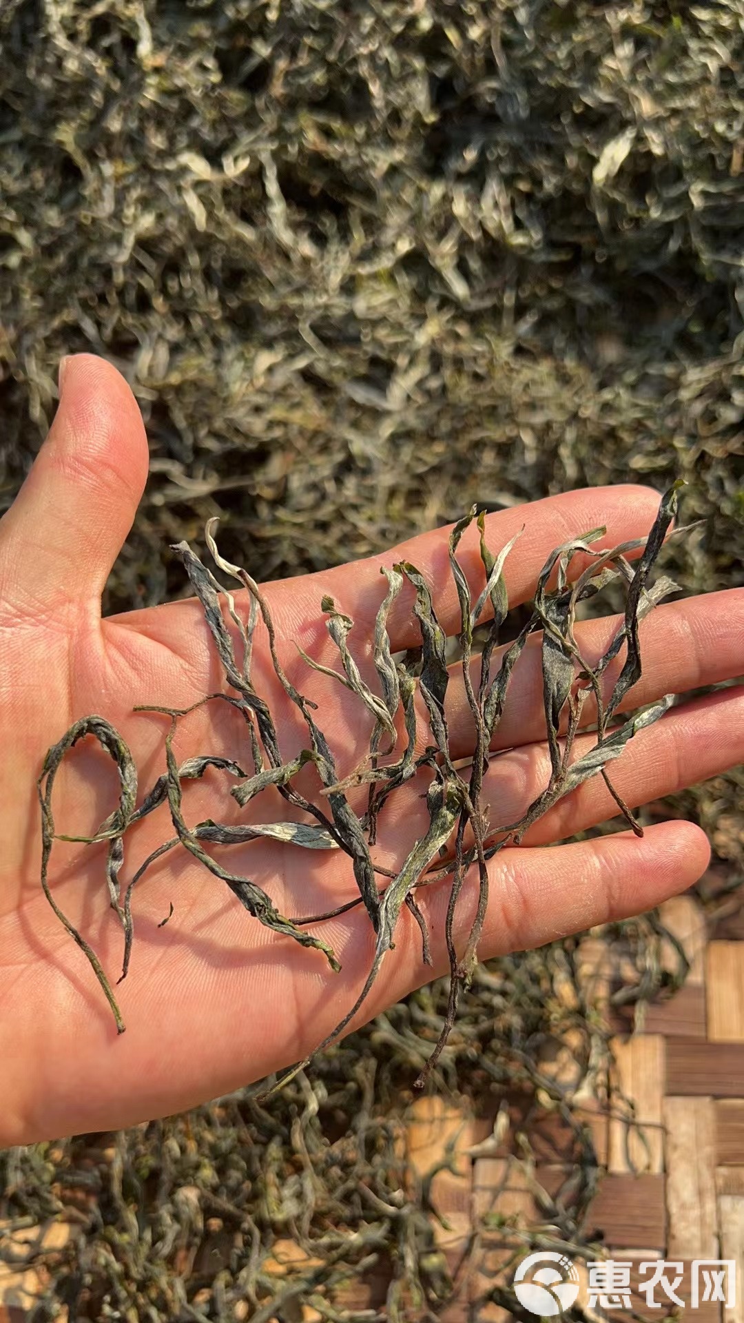 邦东古树茶属哪个产区(邦东古树茶357g珍藏版)