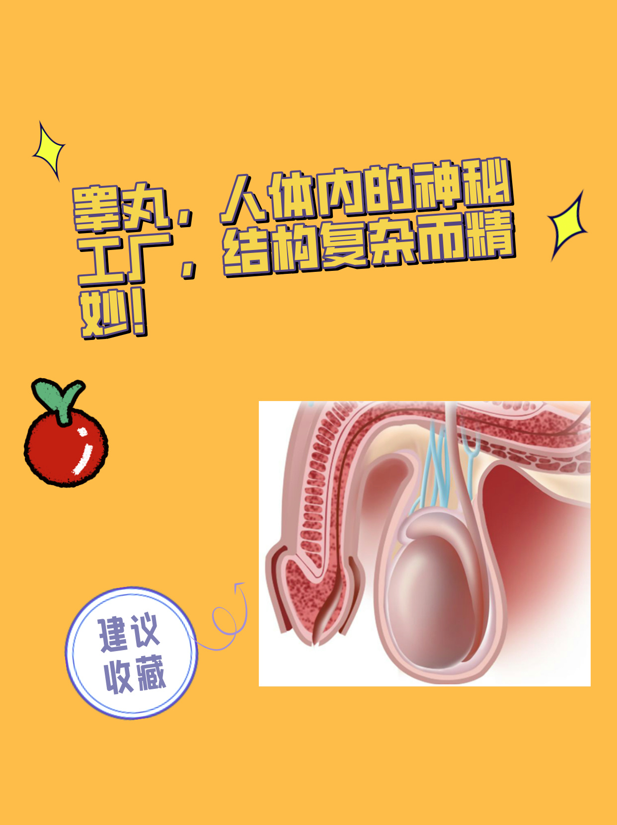 正常的阴囊应该是怎样的图片(正常的阴囊应该是怎样的图片呢)