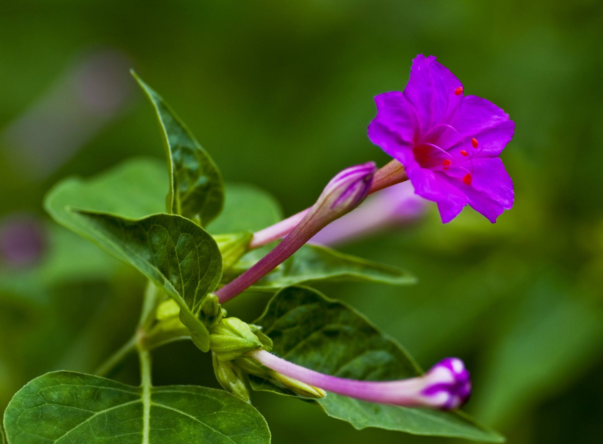 茉莉图片(茉莉蜜茶图片)