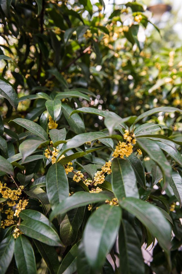 桂树图片(桂花树图片) 桂树图片(桂花树图片)