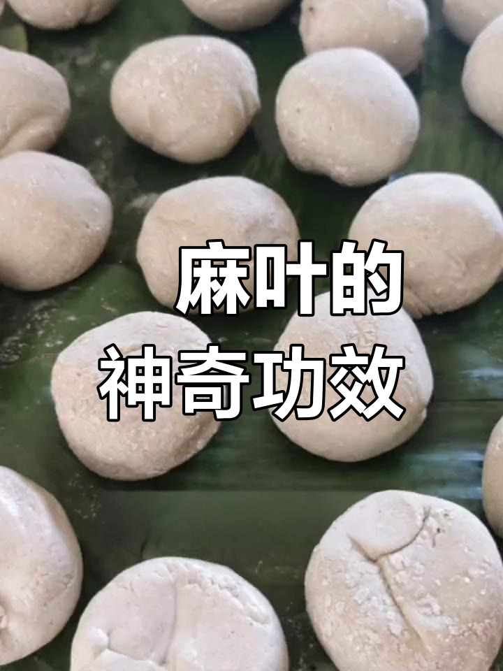 苎麻叶的功效与作用(罗布麻原叶的功效与作用)