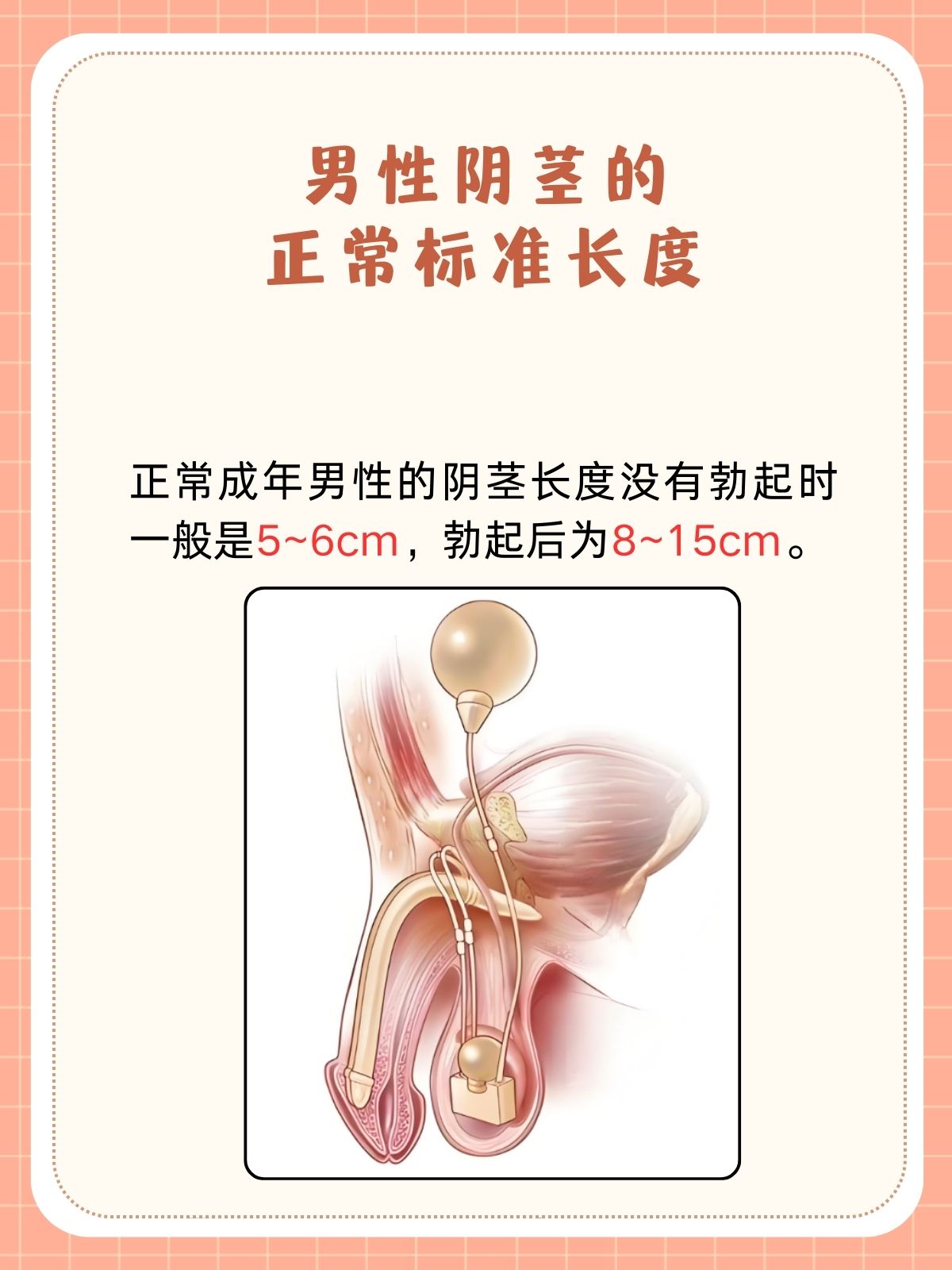 阳茎正常图片集的简单介绍