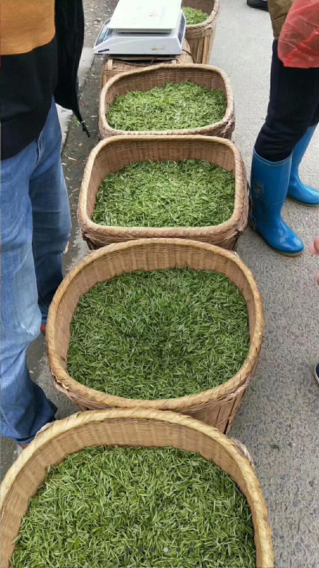 狗牯脑(狗牯脑怎么读)