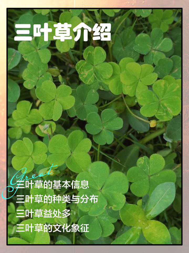 五叶草的功效与作用(五叶草的功效与作用图片 用法用量) 五叶草的功效与作用(五叶草的功效与作用图片 用法用量)