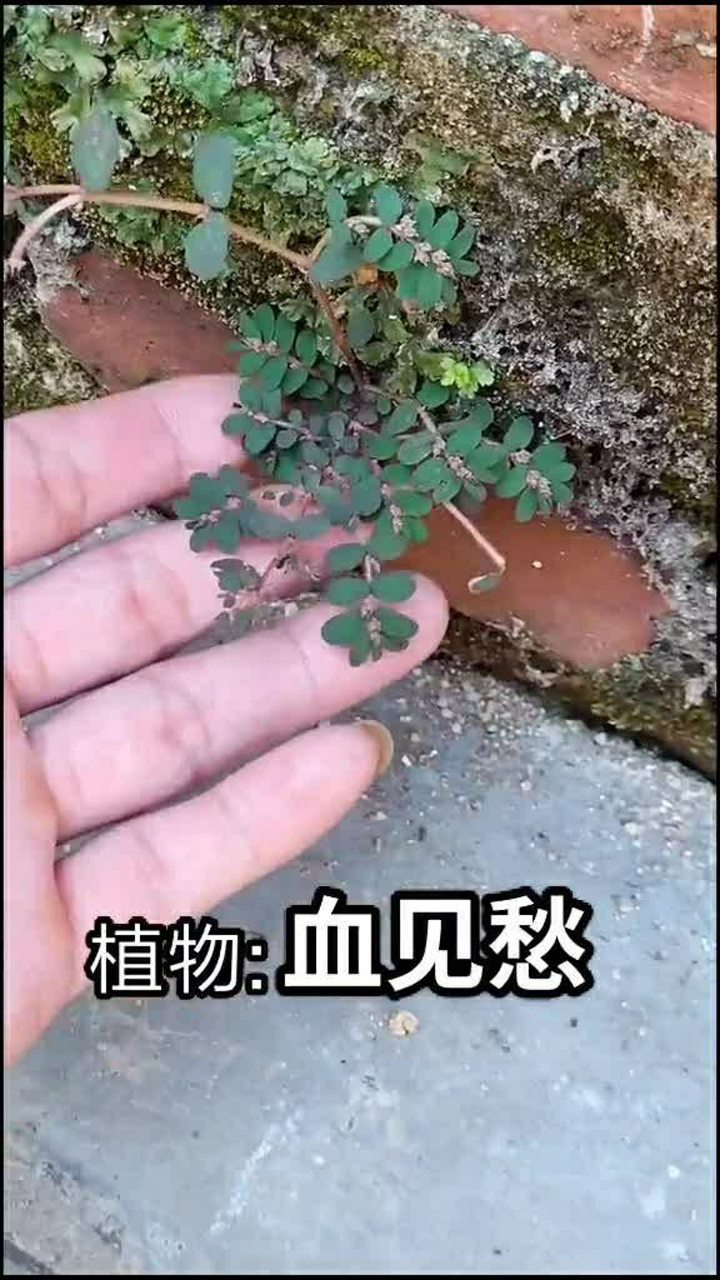 血见愁图片(血见愁图片功能) 血见愁图片(血见愁图片功能)