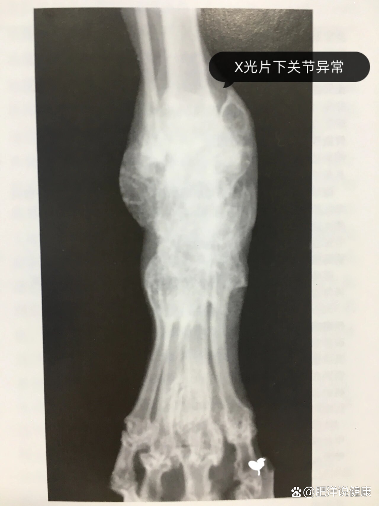 折耳猫发病症状图片(折耳猫发病有哪些症状)
