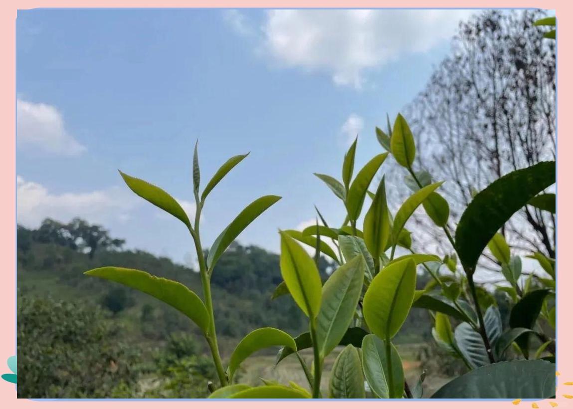 曼糯古树茶特点(曼糯古树茶特点价格)