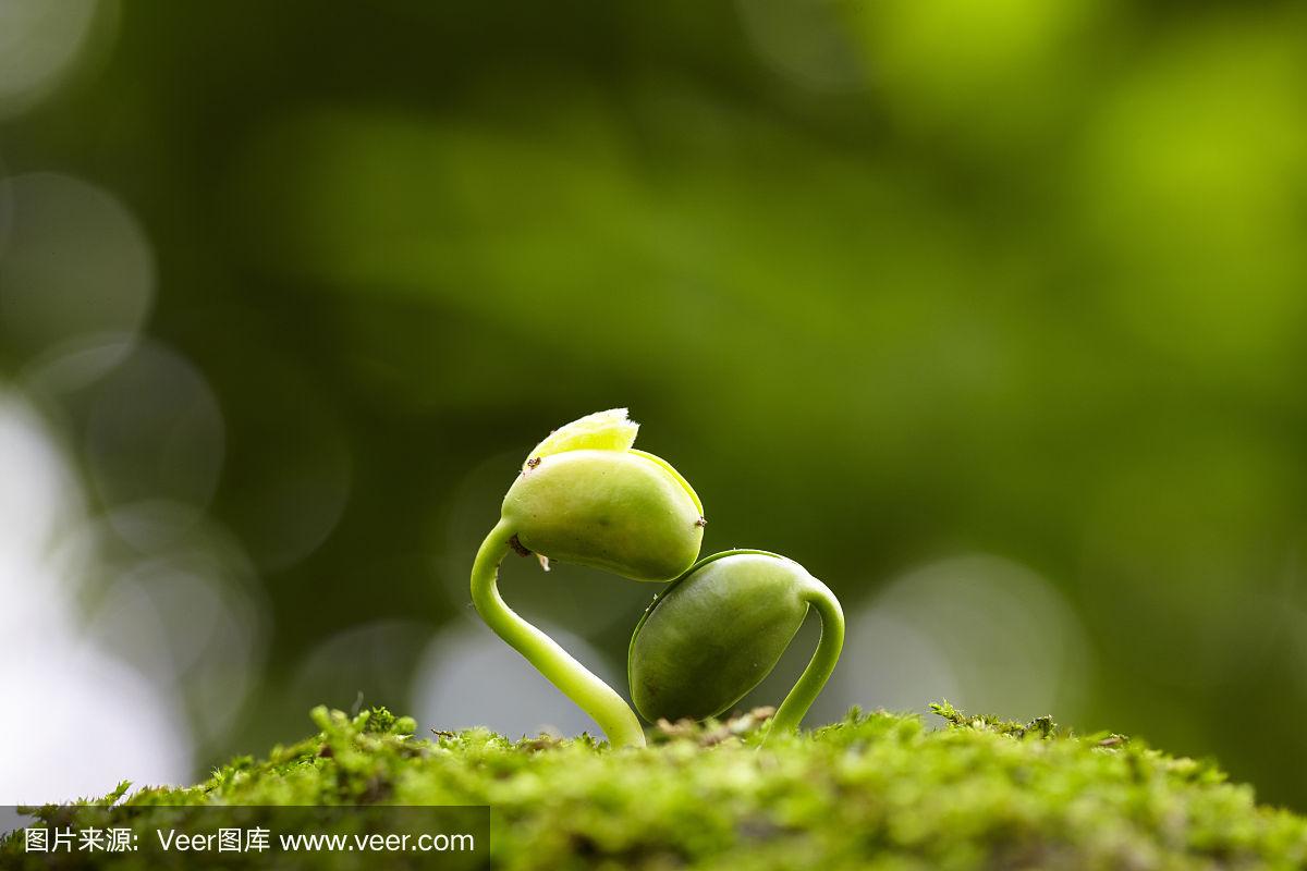 绿色豆芽(绿色豆芽是用什么豆发出来的)