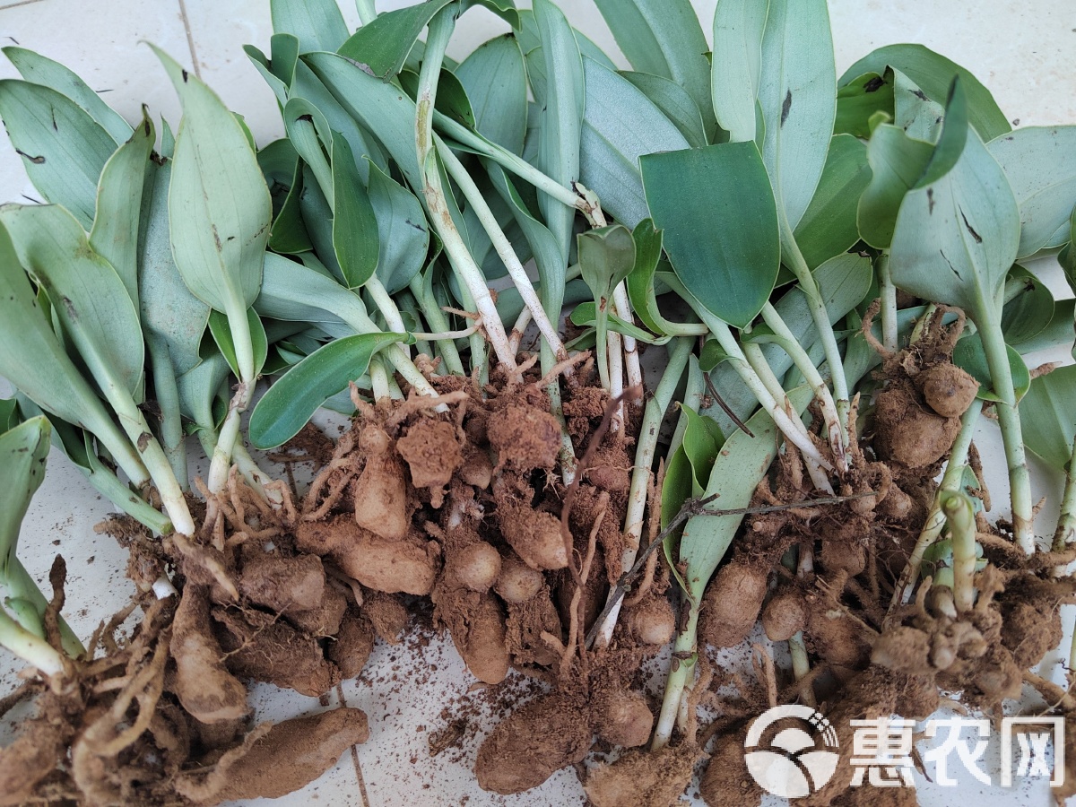 双肾草图片(双肾草图片放大)