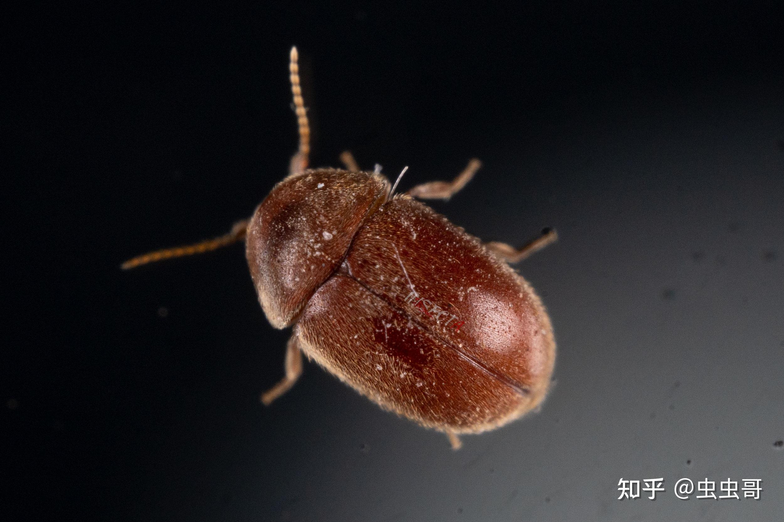 床上黑色硬壳小虫(床上黑色硬壳小虫是什么虫) 床上黑色硬壳小虫(床上黑色硬壳小虫是什么虫)