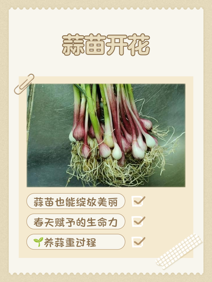 蒜苗热量(蒜苗的热量有多少最佳答案) 蒜苗热量(蒜苗的热量有多少最佳答案)