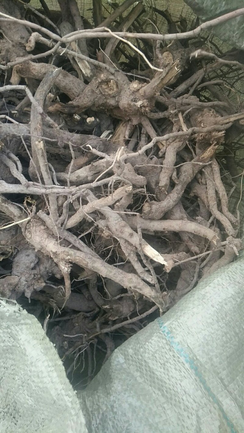 白牛胆(白牛胆草药功用主治)