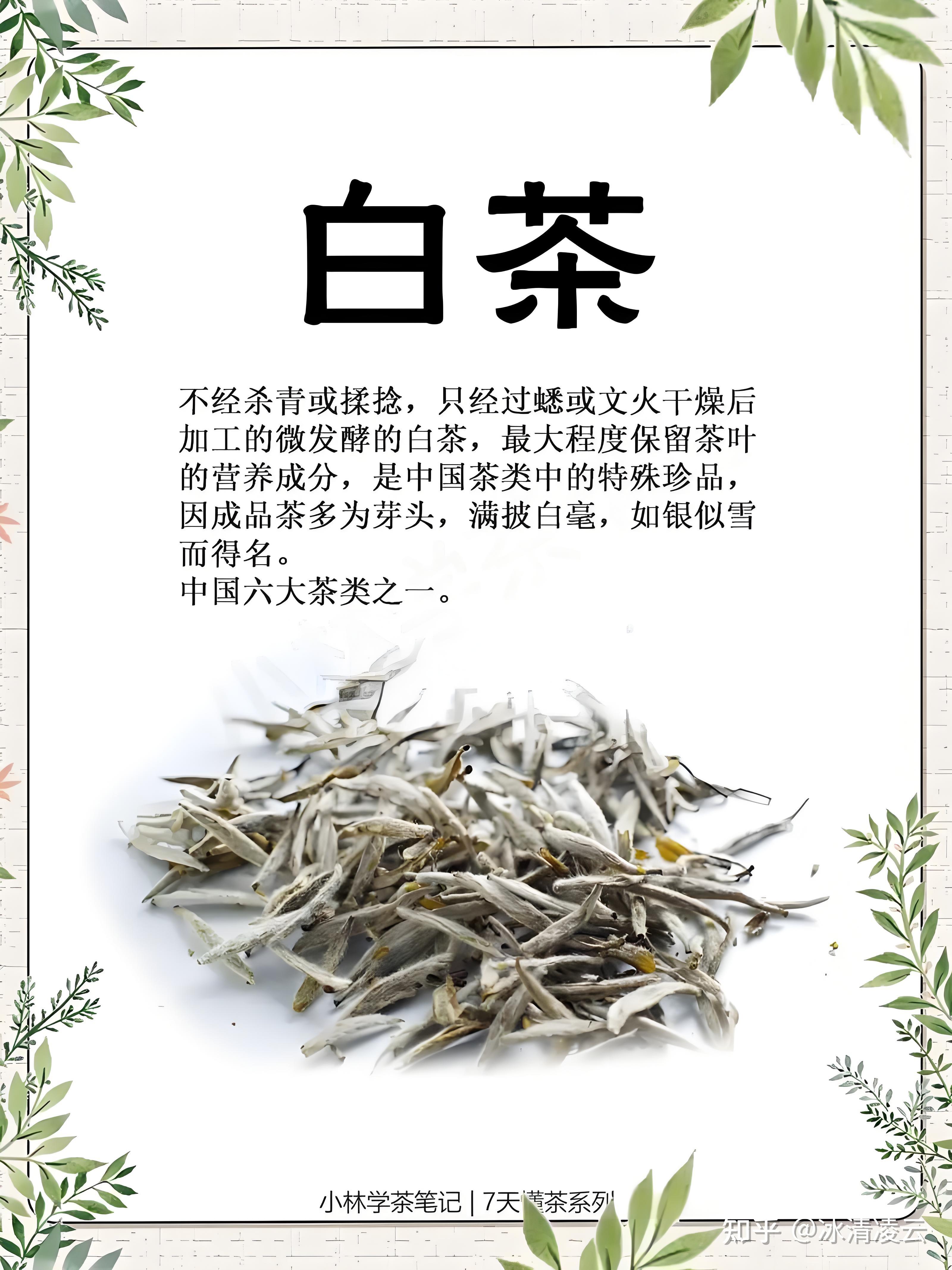 哪些人不宜喝白茶(哪些人不宜喝白茶籽)