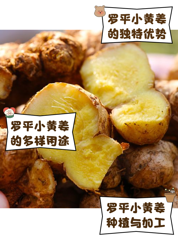 黄姜的功效与作用图片(黄姜的功效与作用图片 简介)