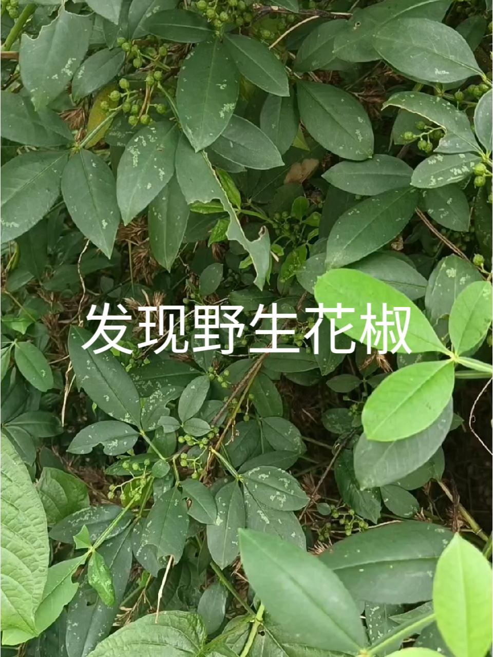 野花椒树图片(野花椒和花椒的区别)