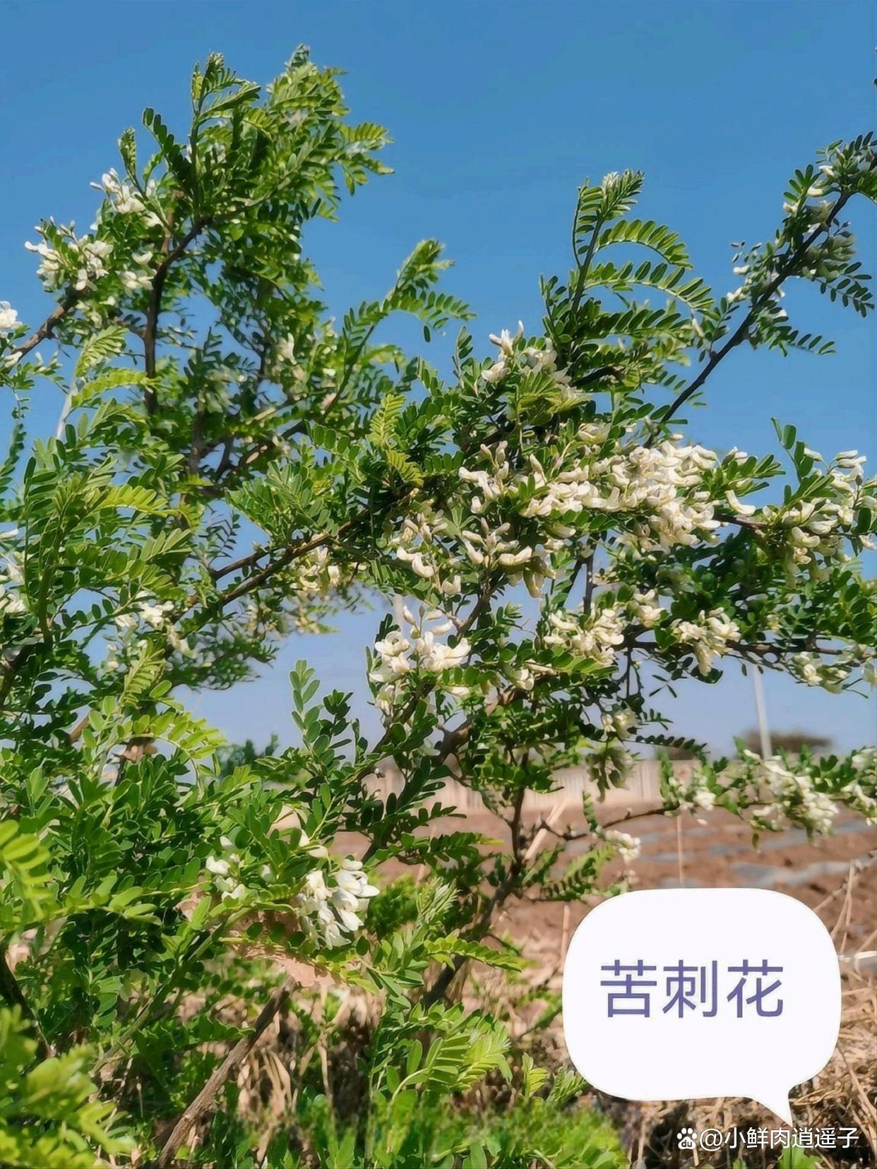 苦刺图片(苦刺的功能主治) 苦刺图片(苦刺的功能主治)