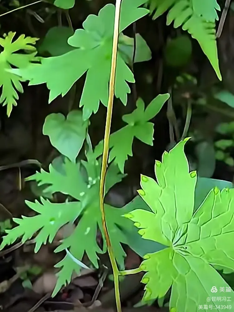草乌图片(草乌图片大全大图 中草药)