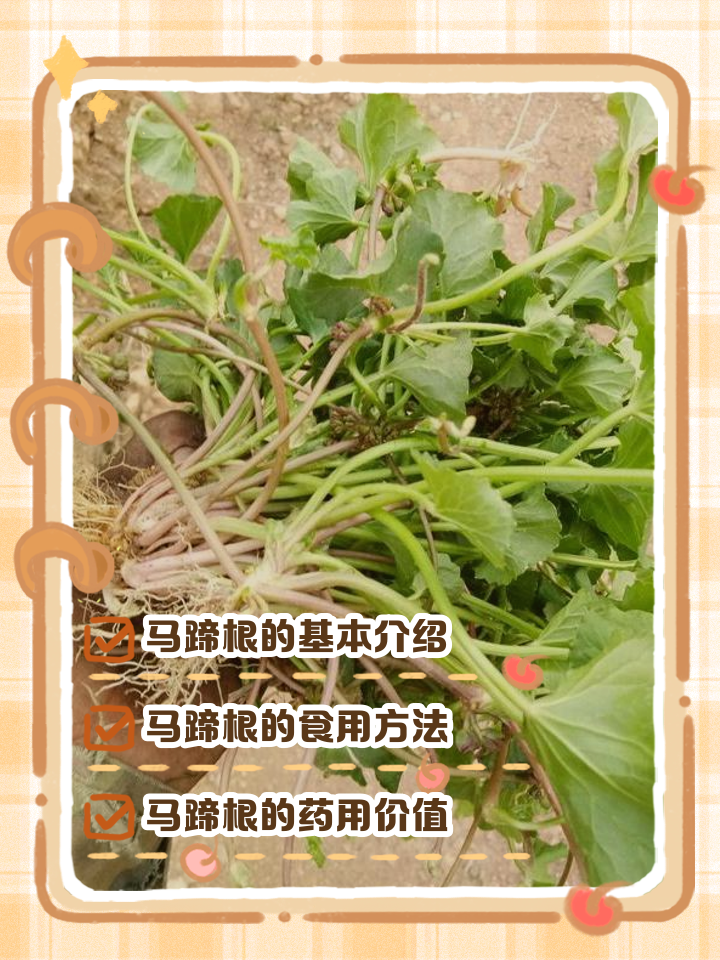 马甲子根的功效与作用(马甲子根的功效与作用图片) 马甲子根的功效与作用(马甲子根的功效与作用图片)