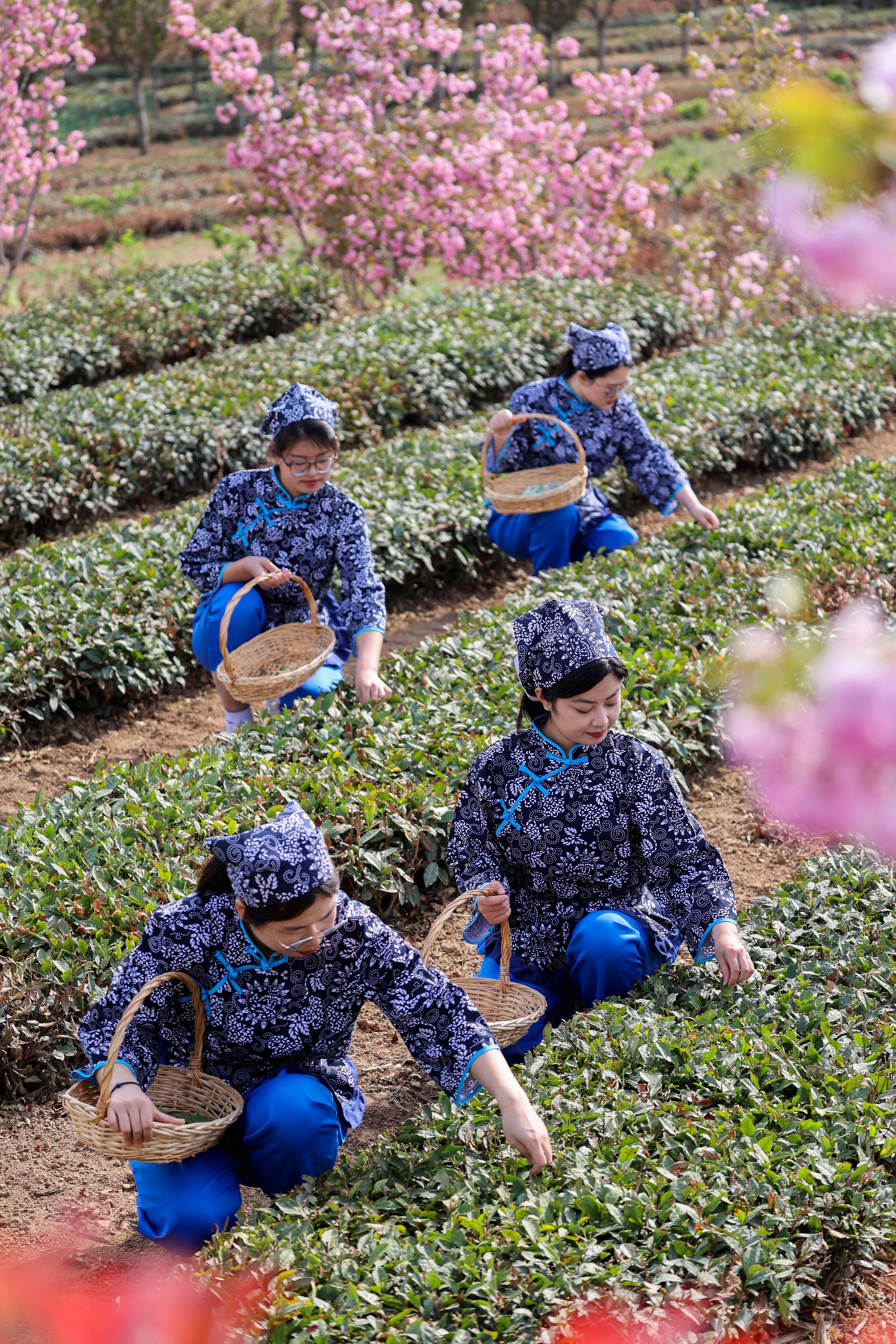 海青茶(海青茶属于什么茶) 海青茶(海青茶属于什么茶)