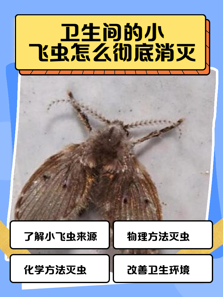 家里小飞蛾的最佳消灭方法(家里有小飞蛾怎么办? 教你一招)